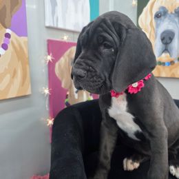Vee - Black female Great Dane puppy in Granby, Missouri from HCR Great Danes