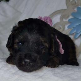 Ant - Phantom male Goldendoodle puppy in Beecher, Illinois from Erica’s Doodles