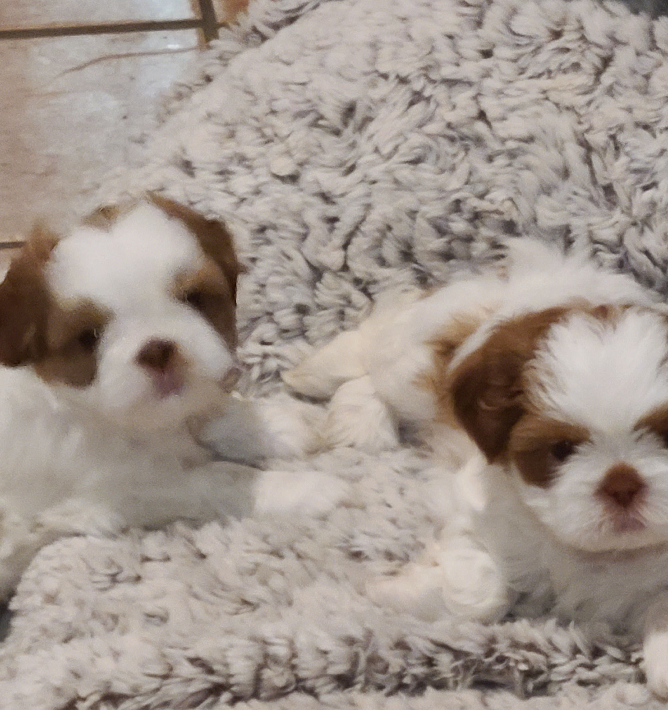 Shih Tzu Puppies from SuLynnes Shih Tzus