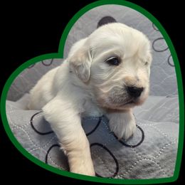Green Boy - Light golden male Golden Retriever puppy in Albuquerque, New Mexico from Teeter's Desert  Goddess Goldens