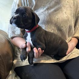 Rebel - Brindle female Boxer puppy in Taft, Tennessee from Hillbillie Boxers