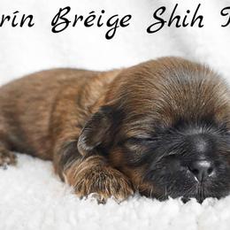AKC Red Female (Purple Collar) - Red female Shih Tzu puppy in Las Vegas, Nevada from Beirin Breige Shih Tzus