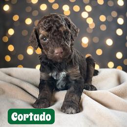 Cortado - Sable female Poodle puppy in Ellenburg Center, New York from Kristin's Puppies