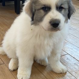 Great Pyrenees Puppies from Sugar Pine Pyrenees