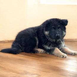 Trixie yellow - Black and red female German Shepherd puppy in Herrick, South Dakota from Dakota Shepherds Kennels