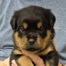 Ernie- Yellow collar boy 5 - Black and mahogany male Rottweiler puppy in Carnesville,, Georgia from Von Knopf Rottweilers