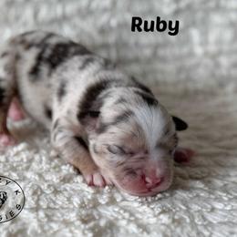 Ruby - Pending Evaluation - Red merle female Miniature Australian Shepherd puppy in Garden Plain, Kansas from Krazy K Aussies