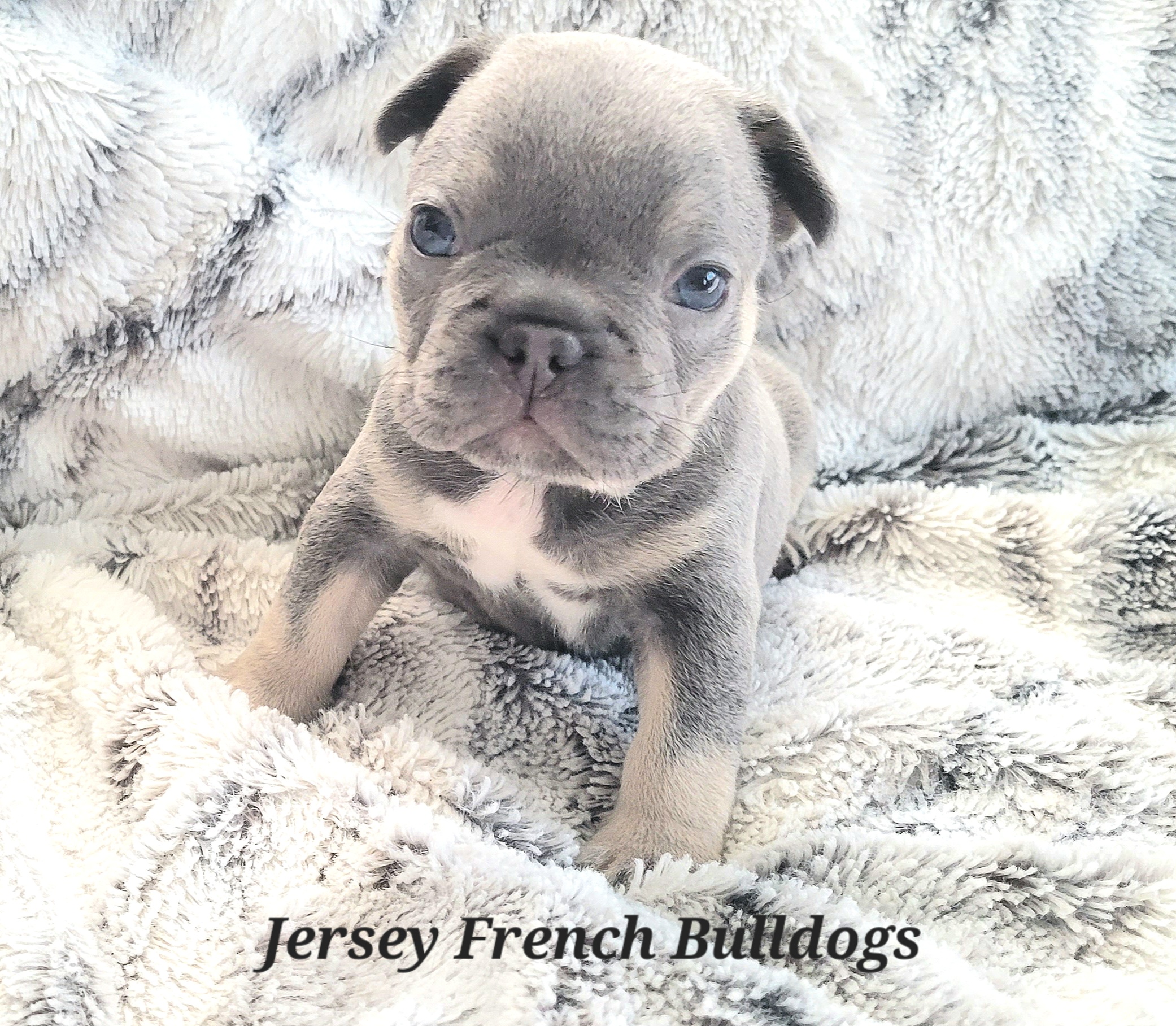 French Bulldog Puppies from Jersey French Bulldogs