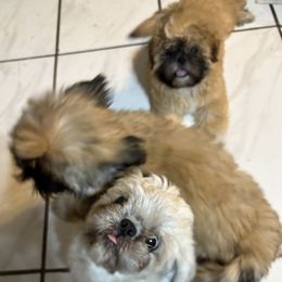 Shih Tzu Puppies from Shih-tzu Dynasty