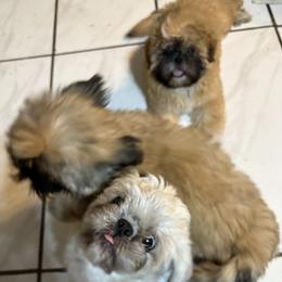 Shih Tzu Puppies from Shih-tzu Dynasty