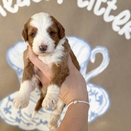 Girl 1 - Yellow and white female Bernedoodle puppy in Bountiful, Utah from EasyBreezyDoodles