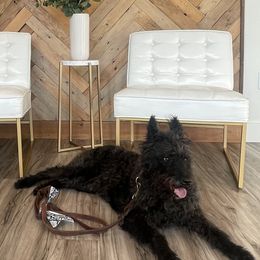 Dutch Shepherds from Best Friends Dutchie