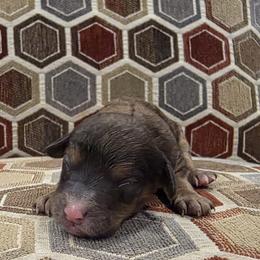 Oreo - Merle male Cavapoo puppy in Jarrell, Texas from Grapeshot Poodles & Doodles