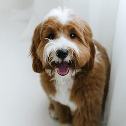 Gypsy - Goldendoodle