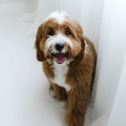 Gypsy - Goldendoodle