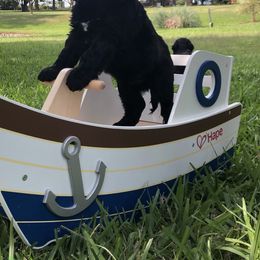 Portuguese Water Dog Puppies from Infiniti