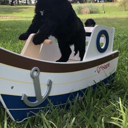 Portuguese Water Dog Puppies from Infiniti