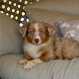 Equinox - Red merle male Miniature Australian Shepherd puppy in California from Eagle River Aussies