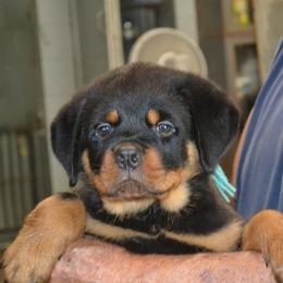 Boy 1 - male Rottweiler puppy in Dawson Springs, Kentucky from Lakeview Rottweilers