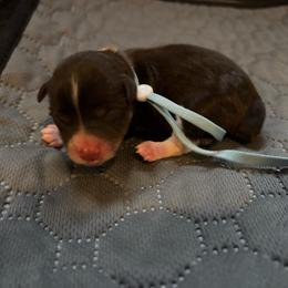 Vinny - Parti male Miniature Schnauzer puppy in Plaucheville, Louisiana from Honey Doux Southern Paws