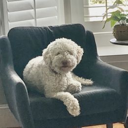 Tessa - Lagotto Romagnolo