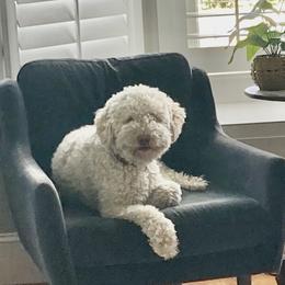 Tessa - Lagotto Romagnolo