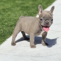 French Bulldog and Goldendoodle Puppies from Haus of Pawz