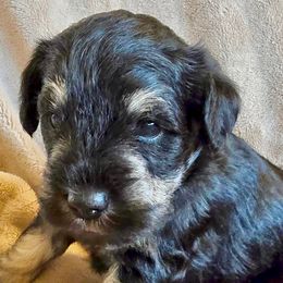 Miniature Schnauzers from Collette's Miniature Schnauzers