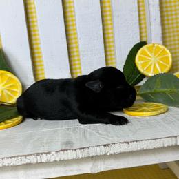 Winston - Black male Miniature Schnauzer puppy in Liberty, Texas from Texas Small Town Schnauzers