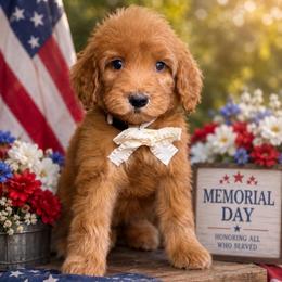 Pearl - Apricot female Goldendoodle puppy in Yuciapa, California from AlltheDoodlez_