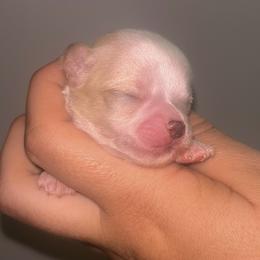 Tobiko - Fawn male Chihuahua puppy in New Castle, Delaware from Sasha’s Elite Kennel LLC