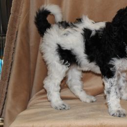 Aussiedoodle and Poodle Puppies from Covington Acres