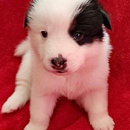 Pomskies from Precious Pomsky Puppies