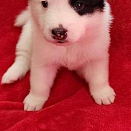Pomskies from Precious Pomsky Puppies