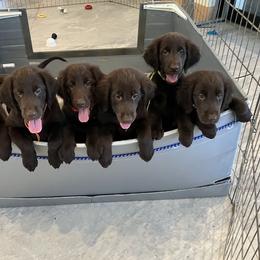 Flat-Coated Retriever puppies from Kaia Golden Flat Coat