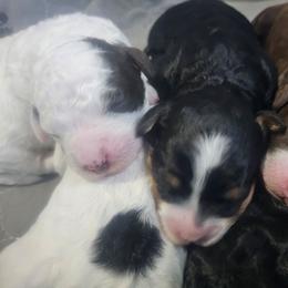 Bernedoodle puppies from Jade