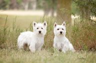 Two Westies sit in the grass 