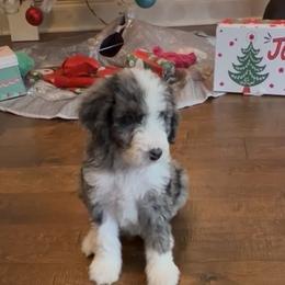 Blitz - Blue merle male Aussiedoodle puppy in Lavonia, Georgia from H & A Kennels