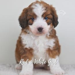 Red - Brown and white female Aussiedoodle puppy in Plain City, Utah from Myers Desert Doodles