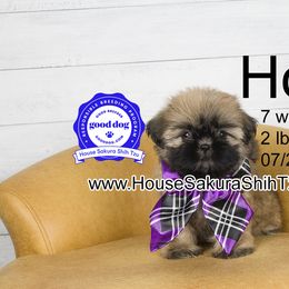 Honey - Gold female Shih Tzu puppy in Muskogee, Oklahoma from House Sakura Shih Tzu