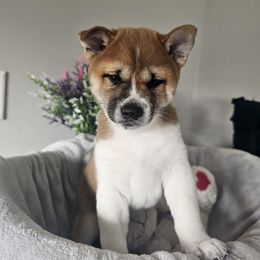 Shiba Inu Puppies from Shiba Shenanigans