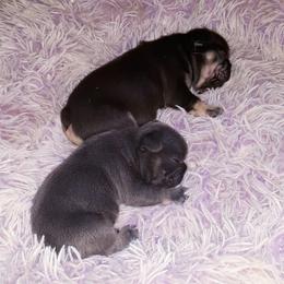 French Bulldog Puppies from Liebsthal