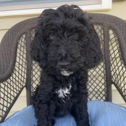 Pink - Black female Goldendoodle puppy in Summerville, South Carolina from Lizarazo Doodles