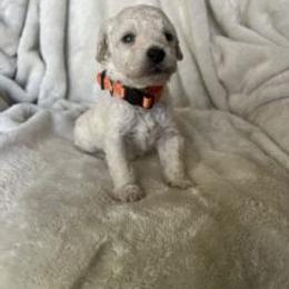 Poodle Puppies from J'Adore Doodles