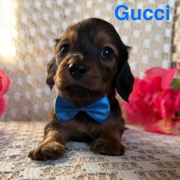 Gucci - Red male Dachshund puppy in Michigan from Hidden Haven Dachshunds