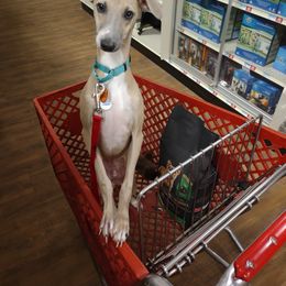 Italian Greyhound Puppies from Russell's Italian Greyhounds