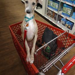 Italian Greyhound Puppies from Russell's Italian Greyhounds