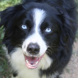 Athena - Australian Shepherd