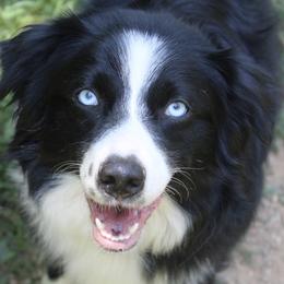 Athena - Australian Shepherd