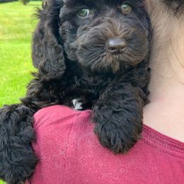 Australian Labradoodle Puppies from Llewellyn's Grove Labradoodles